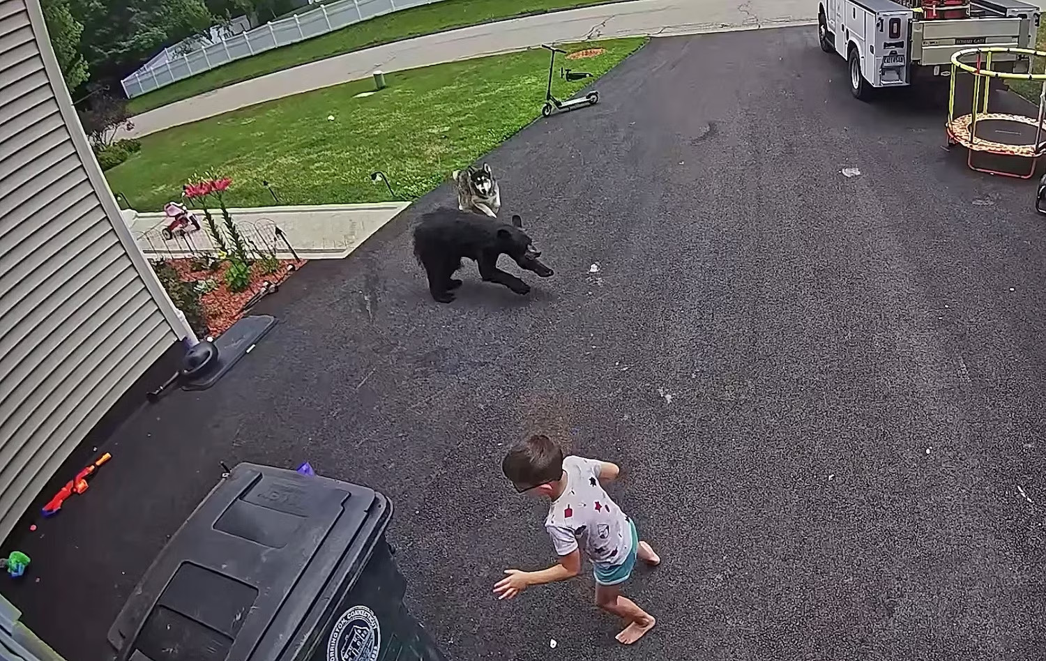 Bella runs to save boy from bear