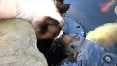 Cat and fish friends kiss